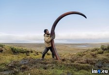 Tags: mammoth, siberian, tusk (Pict. in My r/PICS favs)
