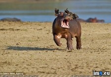 Tags: hippo, land, panics, young (Pict. in My r/PICS favs)