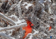 Tags: appeared, cardinal, ice, storm (Pict. in My r/PICS favs)