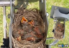 Tags: dish, hatched, robins, satellite (Pict. in My r/PICS favs)