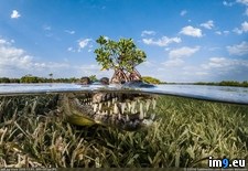 Tags: alligator, mangrove (Pict. in My r/PICS favs)