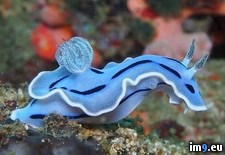 Tags: amazing, blue, sea, slug (Pict. in My r/PICS favs)