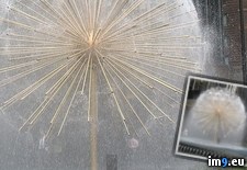 Tags: amazing, dandelion, fountain (Pict. in My r/PICS favs)