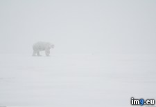 Tags: actual, alaska, bear, polar, snowstorm (Pict. in My r/PICS favs)