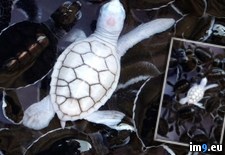 Tags: albino, babies, baby, green, island, pond, sea, thailand, turtle (Pict. in My r/PICS favs)