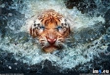 Tags: angry, tiger (Pict. in My r/PICS favs)