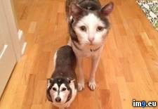 Tags: apparently, cats, dogs, faceswap, live, works (Pict. in My r/PICS favs)