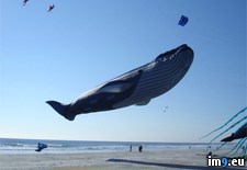 Tags: awesome, blue, kite, whale (Pict. in My r/PICS favs)