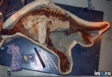 Tags: baby, can, died, dinosaur, how, intact, scientists, skeleton, was (Pict. in My r/PICS favs)