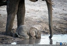 Tags: baby, drink, drinking, elephant, trunks, water, yet, young (Pict. in My r/PICS favs)