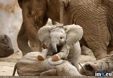 Tags: baby, elephant (Pict. in My r/PICS favs)
