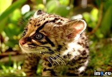 Tags: baby, ocelot (Pict. in My r/PICS favs)