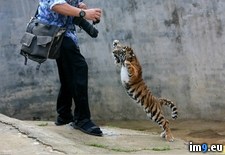 Tags: baby, picture, tiger (Pict. in My r/PICS favs)