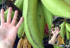 Tags: bananas, for, hand, malaysia, scale (Pict. in My r/PICS favs)