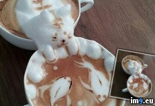 Tags: ain, barista, koi, skills (Pict. in My r/PICS favs)