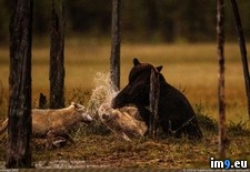 Tags: bear, wolf (Pict. in My r/PICS favs)