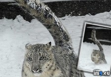 Tags: beautiful, big, cat, snow (Pict. in My r/PICS favs)