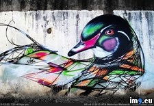 Tags: artist, beautiful, birds, brazilian, graffiti, l7m, street (Pict. in My r/PICS favs)