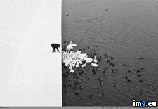 Tags: black, white (Pict. in My r/PICS favs)