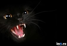 Tags: black, blood, cat, dangers (Pict. in My r/PICS favs)