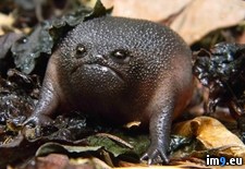 Tags: black, frog, rain (Pict. in My r/PICS favs)