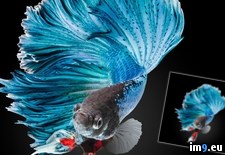 Tags: betta, blue, moon (Pict. in My r/PICS favs)