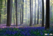 Tags: bluebells (Pict. in My r/PICS favs)
