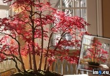 Tags: autumn, bonsai, forest, maple (Pict. in My r/PICS favs)