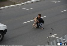Tags: boy, dog, hit, traffic, was (Pict. in My r/PICS favs)