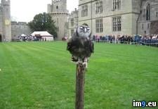Tags: britain, owl (Pict. in My r/PICS favs)