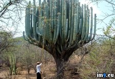 Tags: cactus (Pict. in My r/PICS favs)