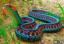 Tags: california, garter, red, sided, snake (Pict. in My r/PICS favs)