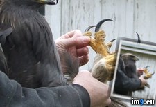 Tags: cool, eagle, large, perspective, talons (Pict. in My r/PICS favs)