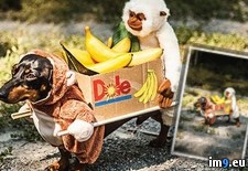 Tags: bananas, box, carrying, costume, dachshund, for, monkeys, our, two, year (Pict. in My r/PICS favs)