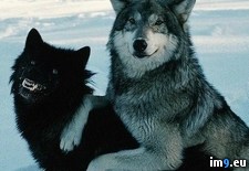 Tags: bros, courage, insanity, life, wolf (Pict. in My r/PICS favs)