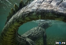 Tags: croc, killer, shot, tail (Pict. in My r/PICS favs)