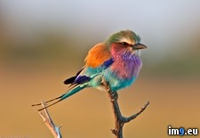 Tags: breasted, called, cute, lilac, roller (Pict. in My r/PICS favs)