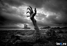 Tags: death, tree (Pict. in My r/PICS favs)