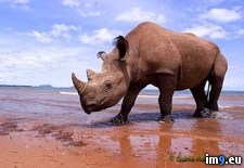 Tags: black, declared, extinct, rhino, western (Pict. in My r/PICS favs)