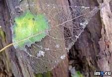 Tags: deteriorating, leaf (Pict. in My r/PICS favs)