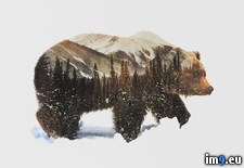 Tags: bear, double, exposure, grizzly (Pict. in My r/PICS favs)