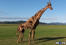 Tags: driftwood, giraffe (Pict. in My r/PICS favs)