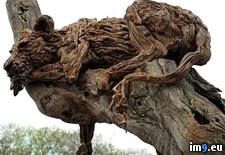 Tags: driftwood, lioness (Pict. in My r/PICS favs)