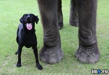 Tags: bff, dog, elephant (Pict. in My r/PICS favs)