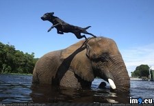 Tags: bff, dog, elephant (Pict. in My r/PICS favs)