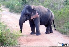 Tags: elephant, fully, grown, tall (Pict. in My r/PICS favs)