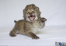Tags: cub, eurasian, lynx (Pict. in My r/PICS favs)