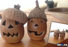 Tags: acorns, carves, fall, jack, lanterns, mom, neighbor, steals, yard, year (Pict. in My r/PICS favs)