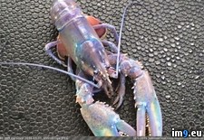 Tags: caught, extremely, iridescent, lobster, nova, rare, scotia (Pict. in My r/PICS favs)