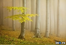 Tags: fairytale, forest (Pict. in My r/PICS favs)